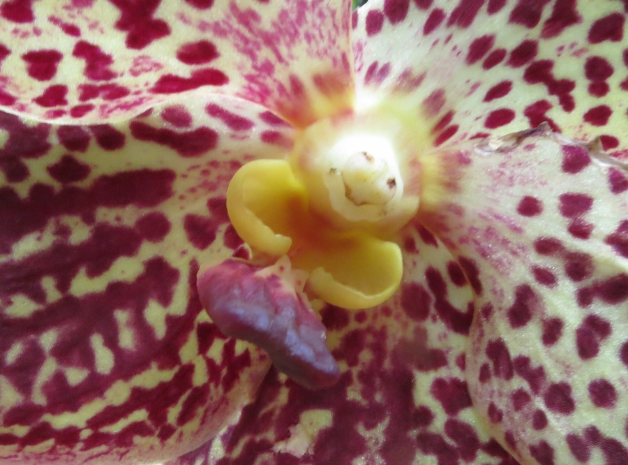 Eine Orchideenblüte